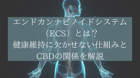 エンドカンナビノイドシステム(ECS)とは?健康維持に欠かせない仕組みとCBDの関係を解説
