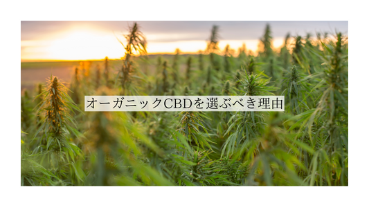 オーガニック栽培されたヘンプから抽出されたCBDオイルのイメージ。農薬不使用で安心。