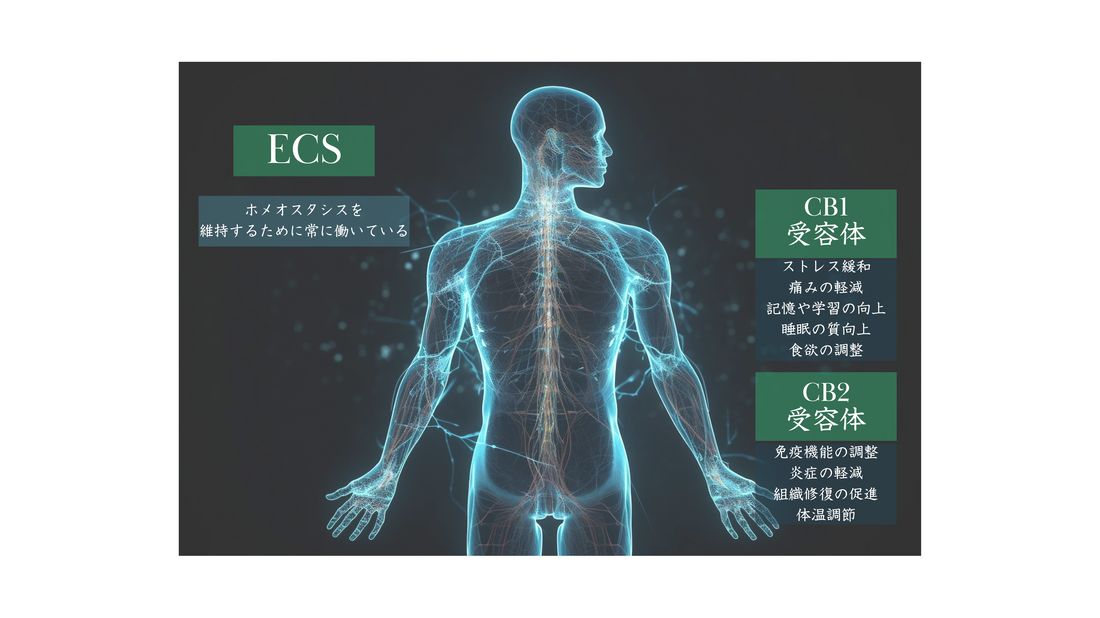 エンドカンナビノイドシステム（ECS）とは？健康維持に欠かせない仕組みとCBDの関係を解説